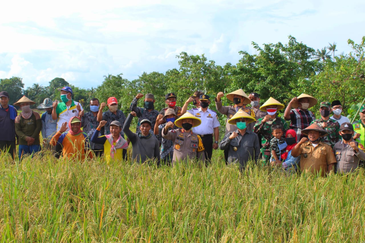 Ketahanan Pangan di Musi Rawas, Bupati Mura Panen Padi dan Buah Belimbing Bersama Kapolda Sumsel