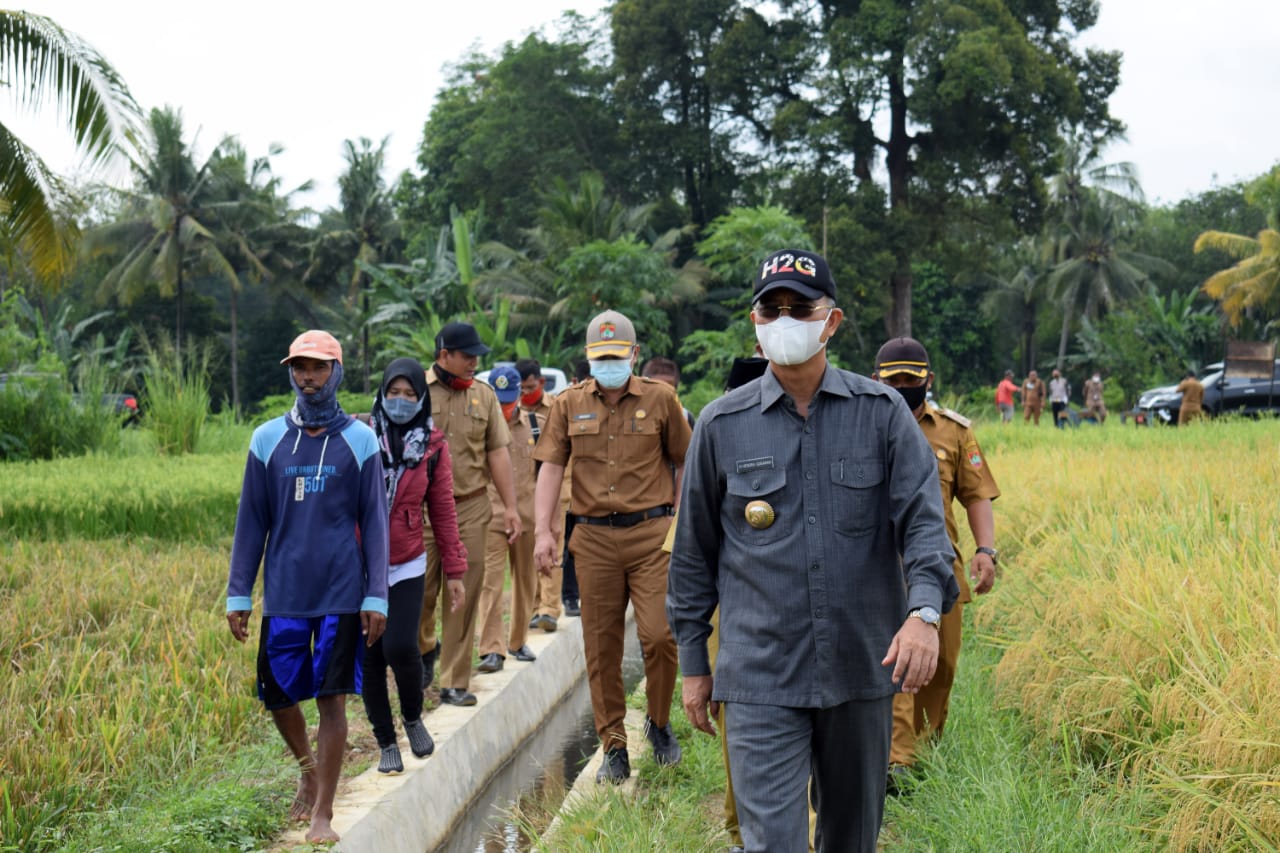 Petani Bahagia, Jitut di Desa Air Lesing Sangat Bermanfaat